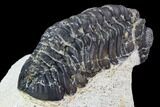 Bargain, Austerops Trilobite - Ofaten, Morocco #106036-1